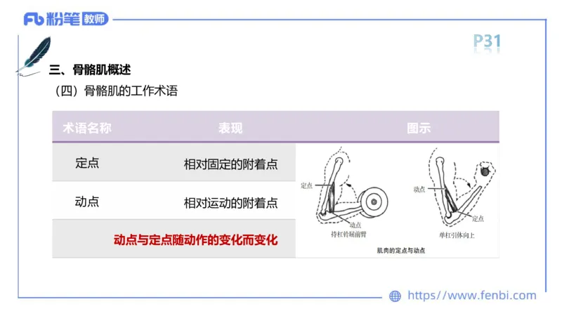 理论精讲-运动解剖学2_4-教培资料-26年最新资料-同步更新_科一科二电子资料合集中小幼（笔记真题知识点汇总等）文件多，按需保存_各机构笔记合集（中小幼）推荐_1理论精讲