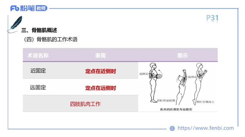 理论精讲-运动解剖学2_4-教培资料-26年最新资料-同步更新_科一科二电子资料合集中小幼（笔记真题知识点汇总等）文件多，按需保存_各机构笔记合集（中小幼）推荐_1理论精讲
