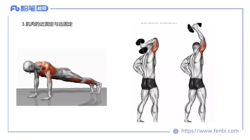 理论精讲-运动解剖学2_4-教培资料-26年最新资料-同步更新_科一科二电子资料合集中小幼（笔记真题知识点汇总等）文件多，按需保存_各机构笔记合集（中小幼）推荐_1理论精讲