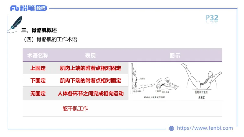 理论精讲-运动解剖学2_4-教培资料-26年最新资料-同步更新_科一科二电子资料合集中小幼（笔记真题知识点汇总等）文件多，按需保存_各机构笔记合集（中小幼）推荐_1理论精讲