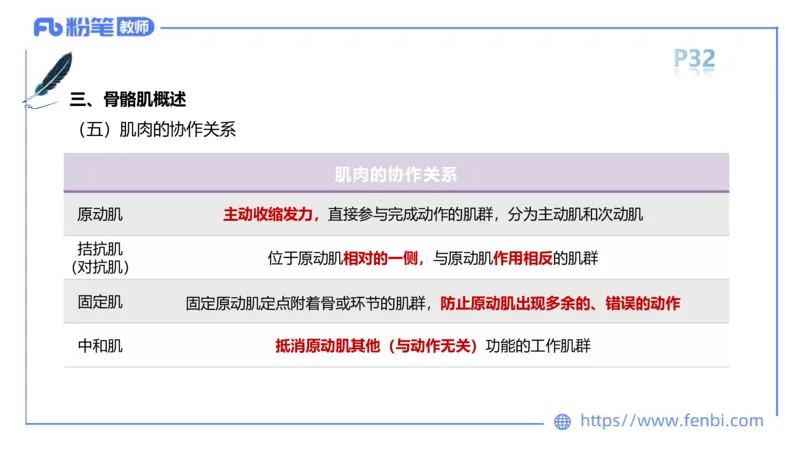理论精讲-运动解剖学2_4-教培资料-26年最新资料-同步更新_科一科二电子资料合集中小幼（笔记真题知识点汇总等）文件多，按需保存_各机构笔记合集（中小幼）推荐_1理论精讲