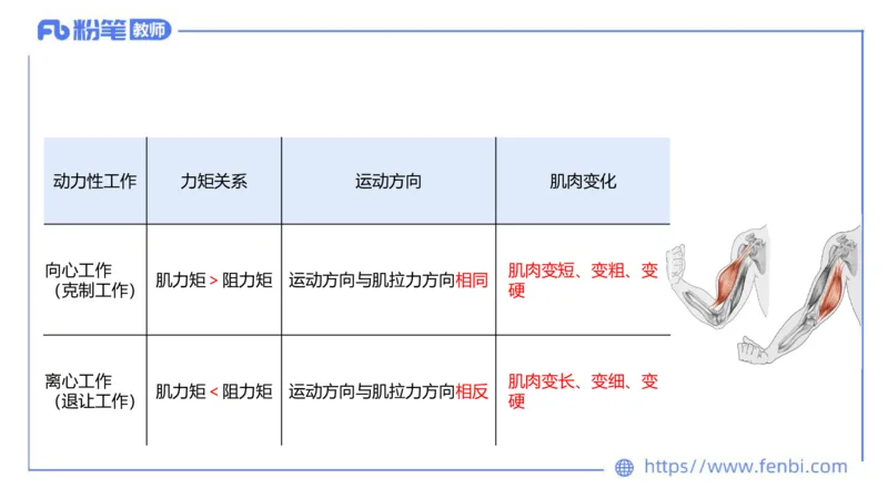 理论精讲-运动解剖学2_4-教培资料-26年最新资料-同步更新_科一科二电子资料合集中小幼（笔记真题知识点汇总等）文件多，按需保存_各机构笔记合集（中小幼）推荐_1理论精讲