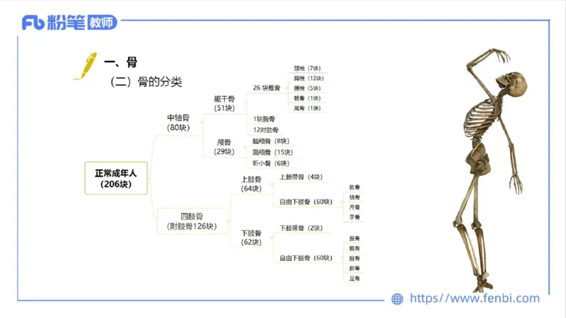 理论精讲-运动解剖学2_4-教培资料-26年最新资料-同步更新_科一科二电子资料合集中小幼（笔记真题知识点汇总等）文件多，按需保存_各机构笔记合集（中小幼）推荐_1理论精讲