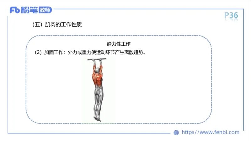 理论精讲-运动解剖学2_4-教培资料-26年最新资料-同步更新_科一科二电子资料合集中小幼（笔记真题知识点汇总等）文件多，按需保存_各机构笔记合集（中小幼）推荐_1理论精讲