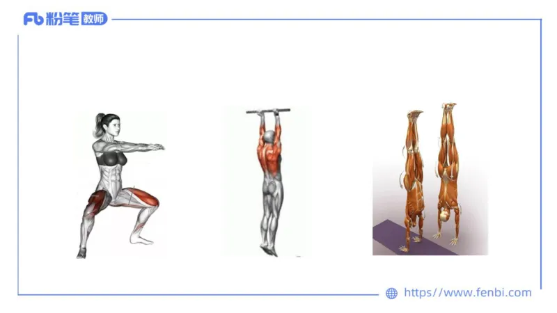 理论精讲-运动解剖学2_4-教培资料-26年最新资料-同步更新_科一科二电子资料合集中小幼（笔记真题知识点汇总等）文件多，按需保存_各机构笔记合集（中小幼）推荐_1理论精讲