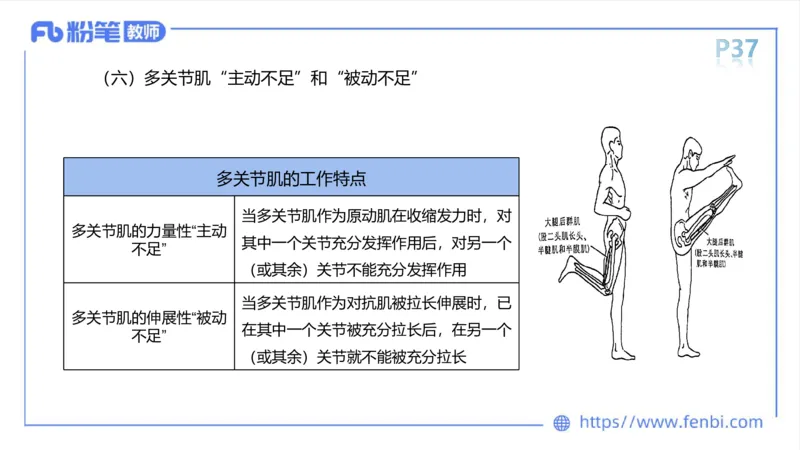 理论精讲-运动解剖学2_4-教培资料-26年最新资料-同步更新_科一科二电子资料合集中小幼（笔记真题知识点汇总等）文件多，按需保存_各机构笔记合集（中小幼）推荐_1理论精讲