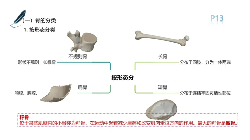 理论精讲-运动解剖学2_4-教培资料-26年最新资料-同步更新_科一科二电子资料合集中小幼（笔记真题知识点汇总等）文件多，按需保存_各机构笔记合集（中小幼）推荐_1理论精讲