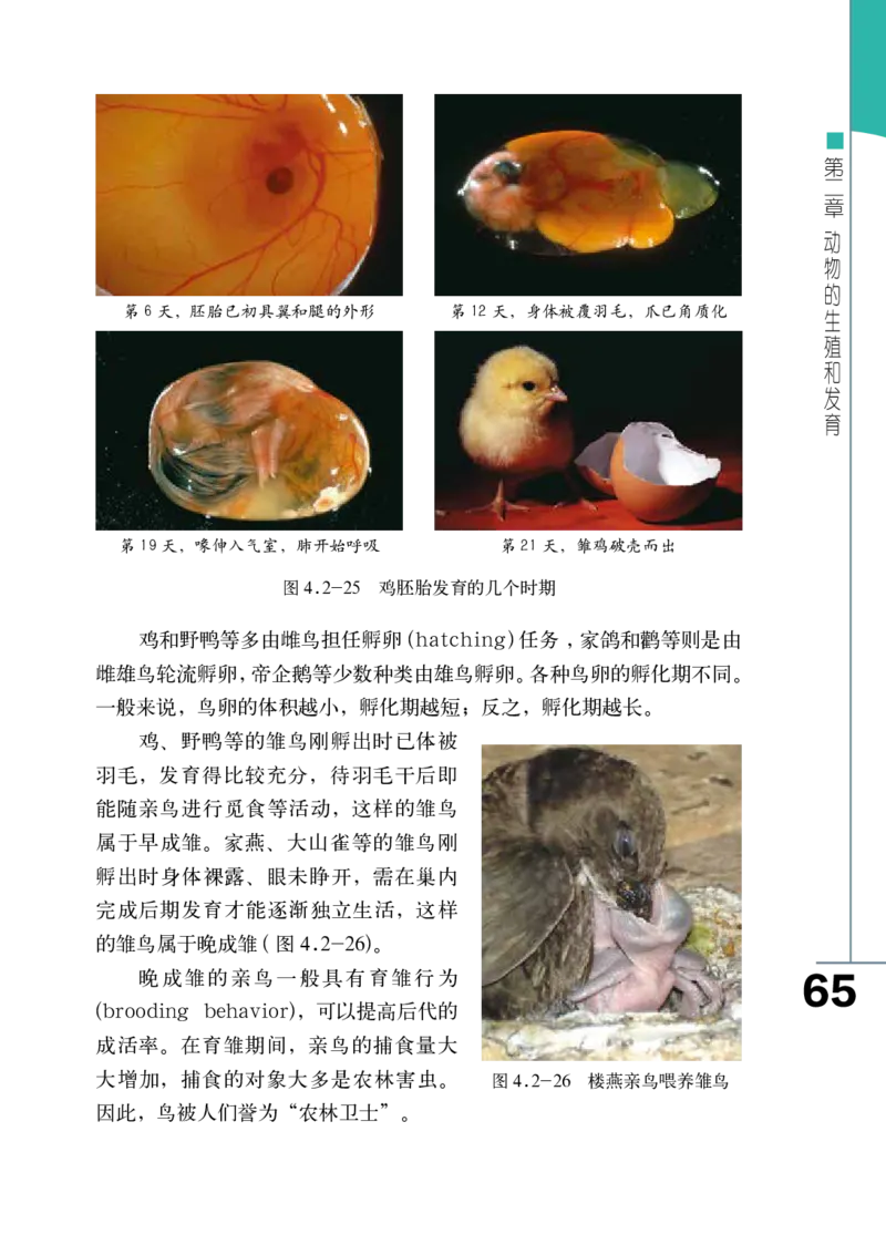 济南版8年级生物上册高清教材_4-教培资料-26年最新资料-同步更新_初中高中教资_03科三专项（进去保存报考的学科即可）_02科三专项（笔记真题思维导图教学设计版本二）