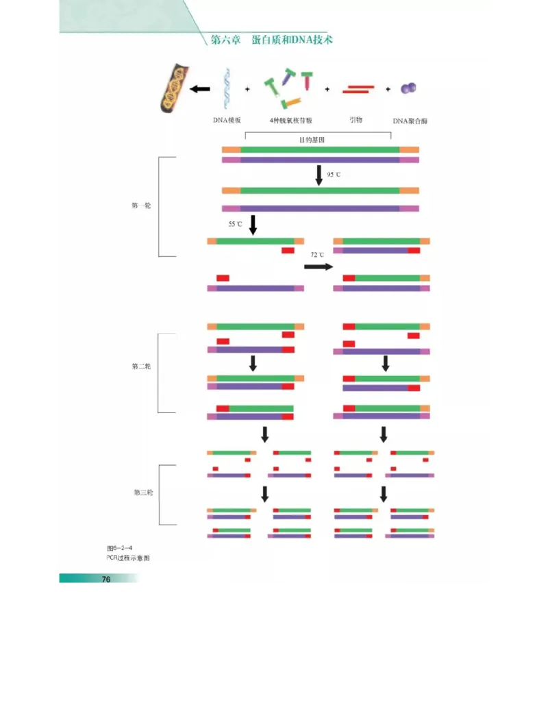 沪科版高中生物选修1《生物技术实践》电子课本_4-教培资料-26年最新资料-同步更新_初中高中教资_03科三专项（进去保存报考的学科即可）_112025高中科目（全）电子教材