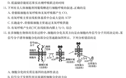 河北省2024-2025学年高二下学期7月联考生物_2025年7月_250714河北省金太阳2024-2025学年高二下学期7月期末考试_河北省部分学校2024-2025学年高二下学期7月期末考试生物试卷