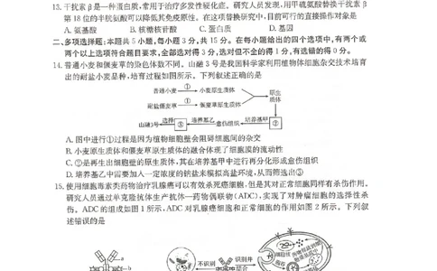 河北省邢台市卓越联盟2024-2025学年高二下学期6月月考生物试题_2025年6月_250616河北省邢台市卓越联盟2024-2025学年高二下学期第三次考试（金太阳544B）（全科）(1)
