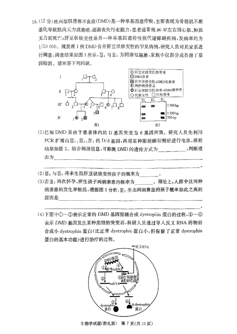 湖南省长沙市雅礼中学2025-2026学年高三上学期11月月考生物试题_251107湖南省长沙市雅礼中学2026届高三上学期月考（三）（全科）