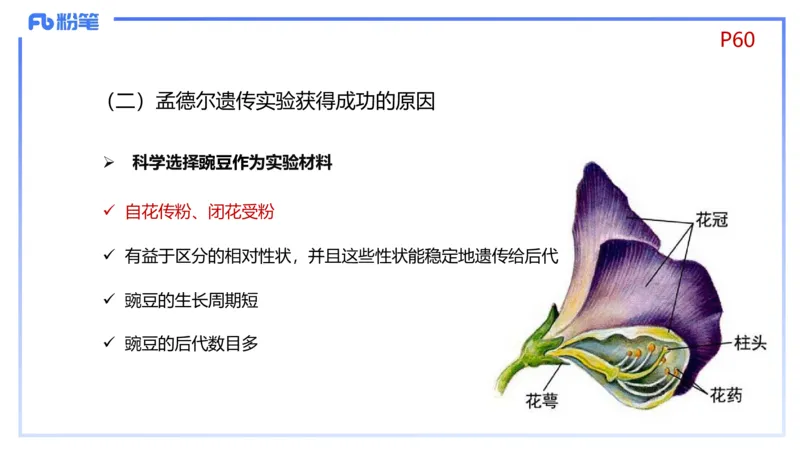 理论精讲08-遗传学1-拾光_4-教培资料-26年最新资料-同步更新_初中高中教资_03科三专项（进去保存报考的学科即可）_01科目三FB网课、三色速记手册、知识点导图等推荐_初中