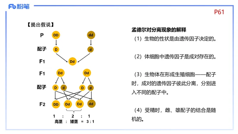 理论精讲08-遗传学1-拾光_4-教培资料-26年最新资料-同步更新_初中高中教资_03科三专项（进去保存报考的学科即可）_01科目三FB网课、三色速记手册、知识点导图等推荐_初中
