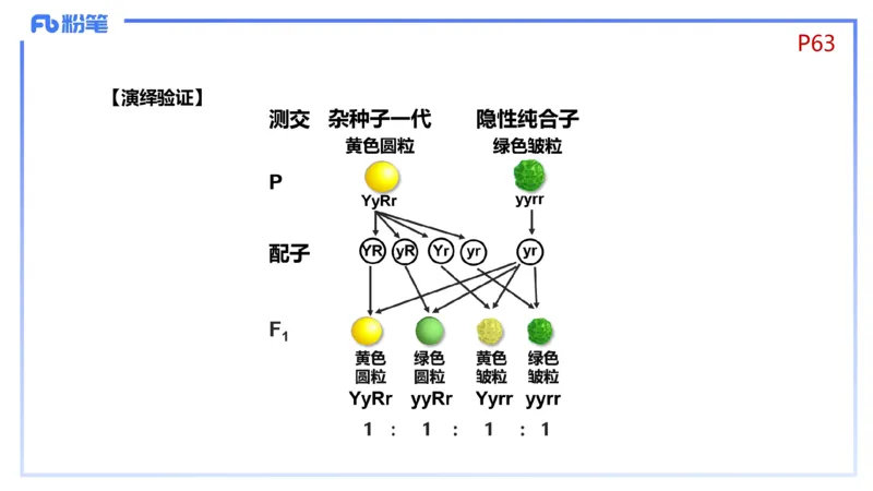 理论精讲08-遗传学1-拾光_4-教培资料-26年最新资料-同步更新_初中高中教资_03科三专项（进去保存报考的学科即可）_01科目三FB网课、三色速记手册、知识点导图等推荐_初中