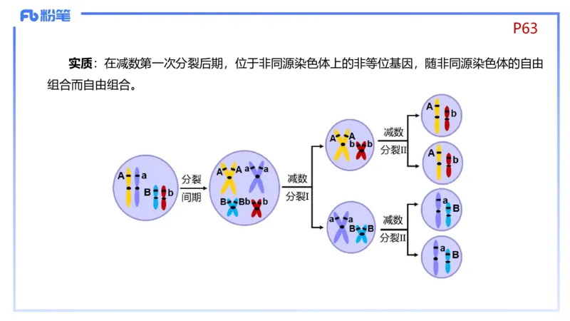 理论精讲08-遗传学1-拾光_4-教培资料-26年最新资料-同步更新_初中高中教资_03科三专项（进去保存报考的学科即可）_01科目三FB网课、三色速记手册、知识点导图等推荐_初中
