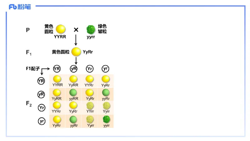 理论精讲08-遗传学1-拾光_4-教培资料-26年最新资料-同步更新_初中高中教资_03科三专项（进去保存报考的学科即可）_01科目三FB网课、三色速记手册、知识点导图等推荐_初中