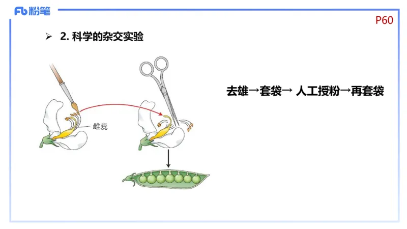 理论精讲08-遗传学1-拾光_4-教培资料-26年最新资料-同步更新_初中高中教资_03科三专项（进去保存报考的学科即可）_01科目三FB网课、三色速记手册、知识点导图等推荐_初中