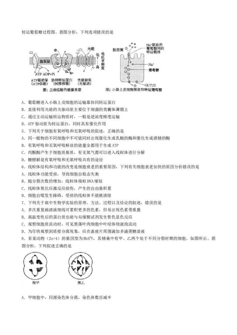 江苏省扬州市高邮市2026届高三上学期10月学情调研测试生物Word版含答案_251101江苏省扬州市高邮市2026届高三上学期10月学情调研测试（全科）