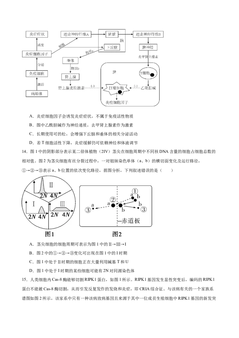 广东省执信中学、汕头市金山中学、深圳外国语学校2026届高三上学期联合调研考试生物Word版含答案