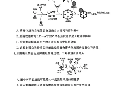 河南省青桐鸣大联考2025&mdash;2026学年高三上学期11月联考生物试卷_12026年试卷教辅资源等多个文件_251117青桐鸣大联考2025-2026学年高三上学期11月月考