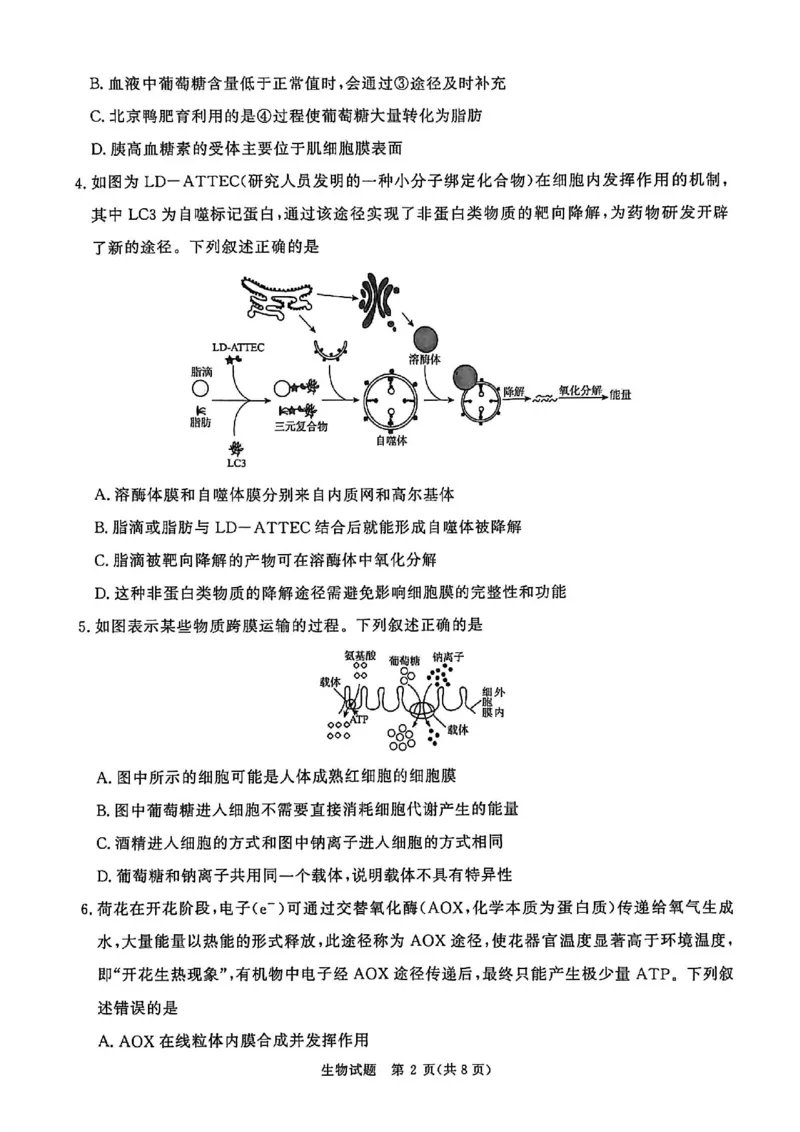 河南省青桐鸣大联考2025&mdash;2026学年高三上学期11月联考生物试卷_12026年试卷教辅资源等多个文件_251117青桐鸣大联考2025-2026学年高三上学期11月月考