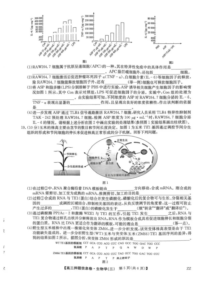 2024-2025学年高三下学期5月押题信息卷（三）生物试卷+答案_2025年6月_250602九师联盟2025届高三押题信息卷（三）（全科）