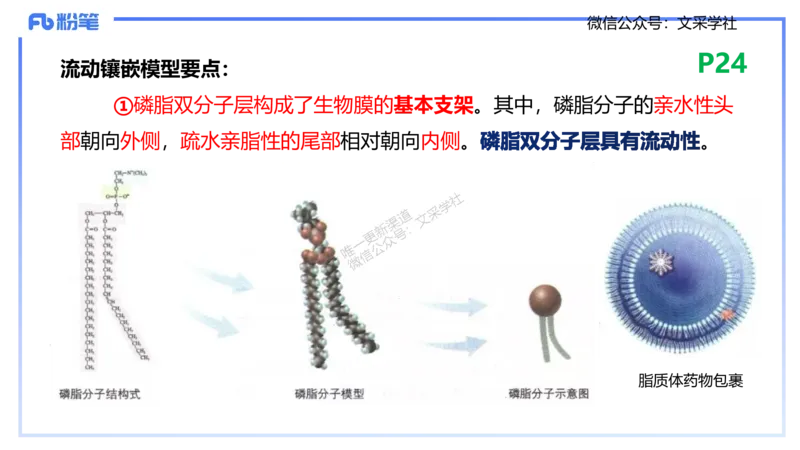 理论精讲04-细胞生物学1-拾光_4-教培资料-26年最新资料-同步更新_初中高中教资_03科三专项（进去保存报考的学科即可）_01科目三FB网课、三色速记手册、知识点导图等推荐_初中