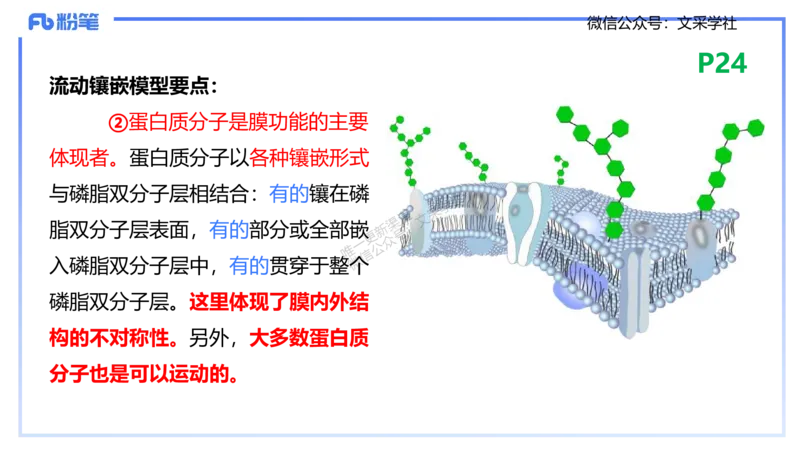 理论精讲04-细胞生物学1-拾光_4-教培资料-26年最新资料-同步更新_初中高中教资_03科三专项（进去保存报考的学科即可）_01科目三FB网课、三色速记手册、知识点导图等推荐_初中