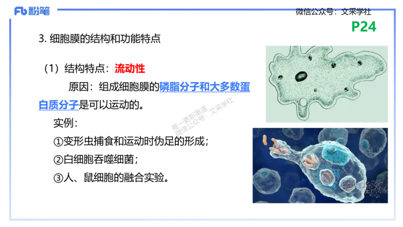 理论精讲04-细胞生物学1-拾光_4-教培资料-26年最新资料-同步更新_初中高中教资_03科三专项（进去保存报考的学科即可）_01科目三FB网课、三色速记手册、知识点导图等推荐_初中