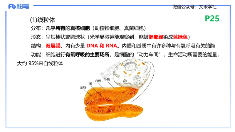 理论精讲04-细胞生物学1-拾光_4-教培资料-26年最新资料-同步更新_初中高中教资_03科三专项（进去保存报考的学科即可）_01科目三FB网课、三色速记手册、知识点导图等推荐_初中