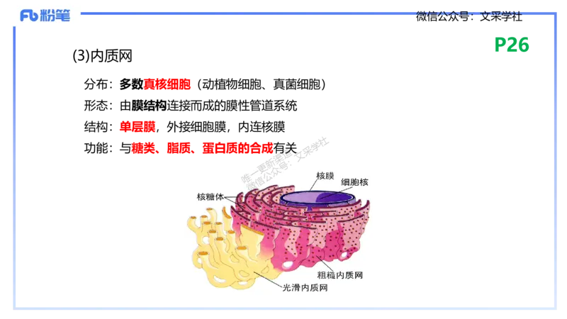 理论精讲04-细胞生物学1-拾光_4-教培资料-26年最新资料-同步更新_初中高中教资_03科三专项（进去保存报考的学科即可）_01科目三FB网课、三色速记手册、知识点导图等推荐_初中