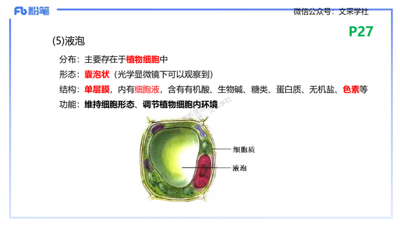 理论精讲04-细胞生物学1-拾光_4-教培资料-26年最新资料-同步更新_初中高中教资_03科三专项（进去保存报考的学科即可）_01科目三FB网课、三色速记手册、知识点导图等推荐_初中