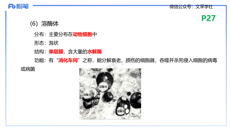 理论精讲04-细胞生物学1-拾光_4-教培资料-26年最新资料-同步更新_初中高中教资_03科三专项（进去保存报考的学科即可）_01科目三FB网课、三色速记手册、知识点导图等推荐_初中