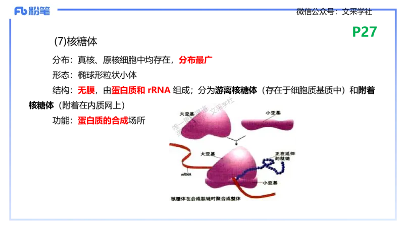 理论精讲04-细胞生物学1-拾光_4-教培资料-26年最新资料-同步更新_初中高中教资_03科三专项（进去保存报考的学科即可）_01科目三FB网课、三色速记手册、知识点导图等推荐_初中