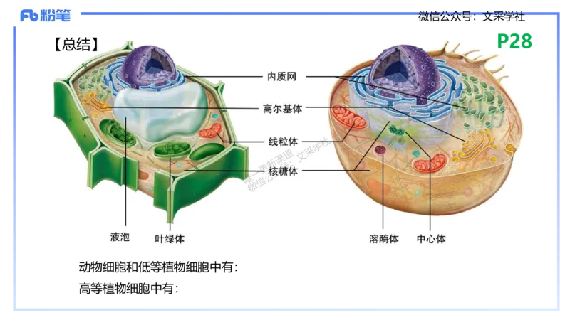 理论精讲04-细胞生物学1-拾光_4-教培资料-26年最新资料-同步更新_初中高中教资_03科三专项（进去保存报考的学科即可）_01科目三FB网课、三色速记手册、知识点导图等推荐_初中