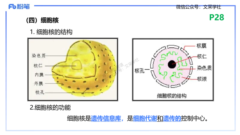 理论精讲04-细胞生物学1-拾光_4-教培资料-26年最新资料-同步更新_初中高中教资_03科三专项（进去保存报考的学科即可）_01科目三FB网课、三色速记手册、知识点导图等推荐_初中