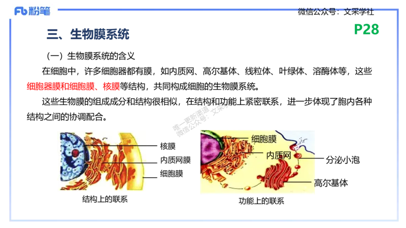 理论精讲04-细胞生物学1-拾光_4-教培资料-26年最新资料-同步更新_初中高中教资_03科三专项（进去保存报考的学科即可）_01科目三FB网课、三色速记手册、知识点导图等推荐_初中