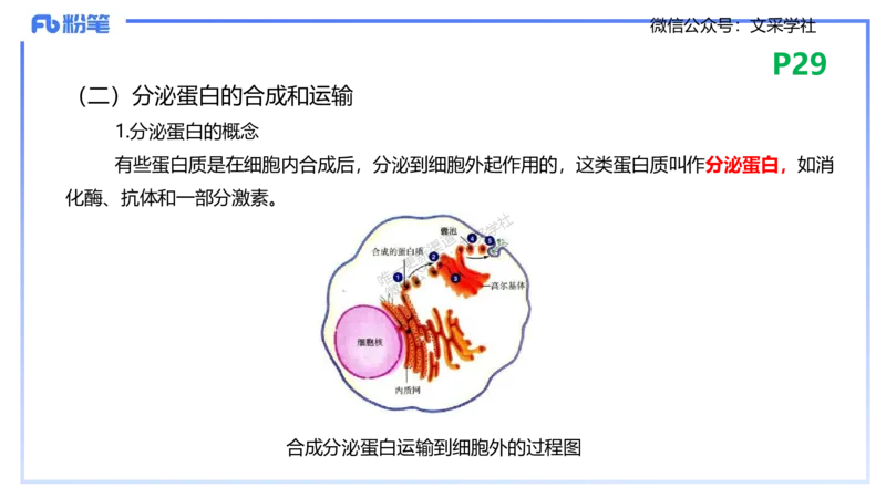 理论精讲04-细胞生物学1-拾光_4-教培资料-26年最新资料-同步更新_初中高中教资_03科三专项（进去保存报考的学科即可）_01科目三FB网课、三色速记手册、知识点导图等推荐_初中