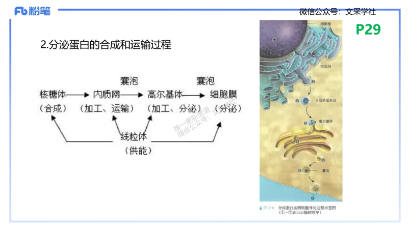 理论精讲04-细胞生物学1-拾光_4-教培资料-26年最新资料-同步更新_初中高中教资_03科三专项（进去保存报考的学科即可）_01科目三FB网课、三色速记手册、知识点导图等推荐_初中