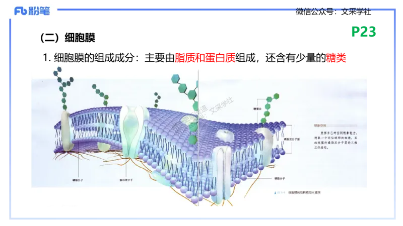 理论精讲04-细胞生物学1-拾光_4-教培资料-26年最新资料-同步更新_初中高中教资_03科三专项（进去保存报考的学科即可）_01科目三FB网课、三色速记手册、知识点导图等推荐_初中