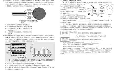 树德中学高2023级高三上学期11月阶段测试生物_251125四川省成都市树德中学高2023级高三上学期11月阶段测试（全科）