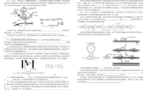 树德中学高2023级高三上学期11月阶段测试生物_251125四川省成都市树德中学高2023级高三上学期11月阶段测试（全科）