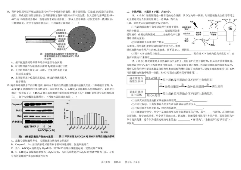 树德中学高2023级高三上学期11月阶段测试生物_251125四川省成都市树德中学高2023级高三上学期11月阶段测试（全科）
