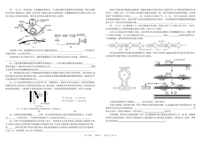 树德中学高2023级高三上学期11月阶段测试生物_251125四川省成都市树德中学高2023级高三上学期11月阶段测试（全科）