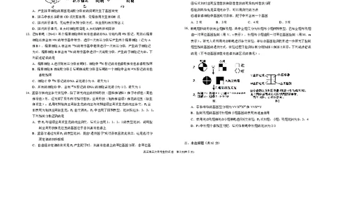 宁夏回族自治区银川一中2025-2026学年高三上学期第三次月考生物试卷（含答案）_251101宁夏回族自治区银川一中2026届高三年级第三次月考（全科）