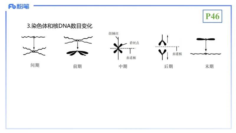 理论精讲07-细胞生物学4-拾光_4-教培资料-26年最新资料-同步更新_初中高中教资_03科三专项（进去保存报考的学科即可）_01科目三FB网课、三色速记手册、知识点导图等推荐_初中