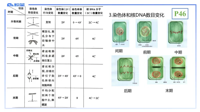 理论精讲07-细胞生物学4-拾光_4-教培资料-26年最新资料-同步更新_初中高中教资_03科三专项（进去保存报考的学科即可）_01科目三FB网课、三色速记手册、知识点导图等推荐_初中