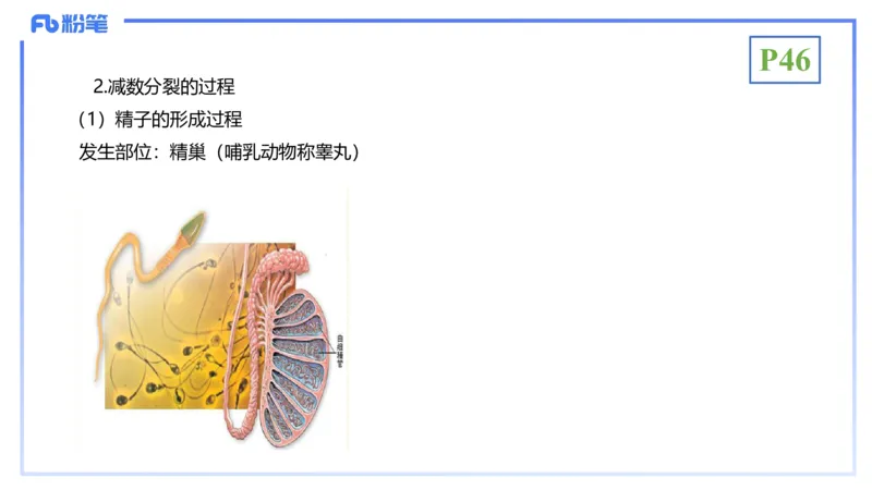 理论精讲07-细胞生物学4-拾光_4-教培资料-26年最新资料-同步更新_初中高中教资_03科三专项（进去保存报考的学科即可）_01科目三FB网课、三色速记手册、知识点导图等推荐_初中