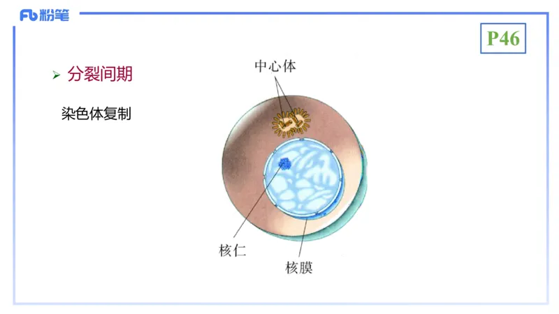 理论精讲07-细胞生物学4-拾光_4-教培资料-26年最新资料-同步更新_初中高中教资_03科三专项（进去保存报考的学科即可）_01科目三FB网课、三色速记手册、知识点导图等推荐_初中